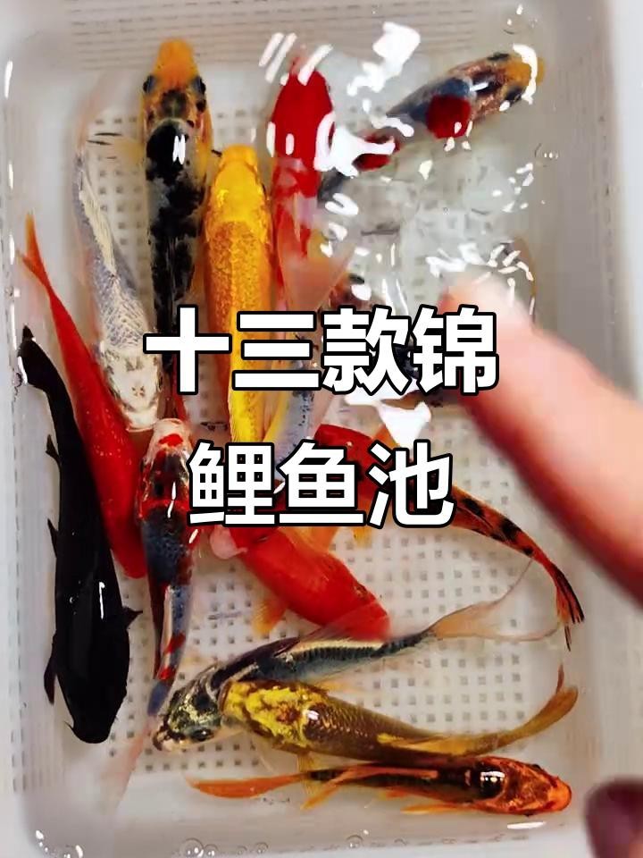 如何區(qū)分錦鯉和龍魚？