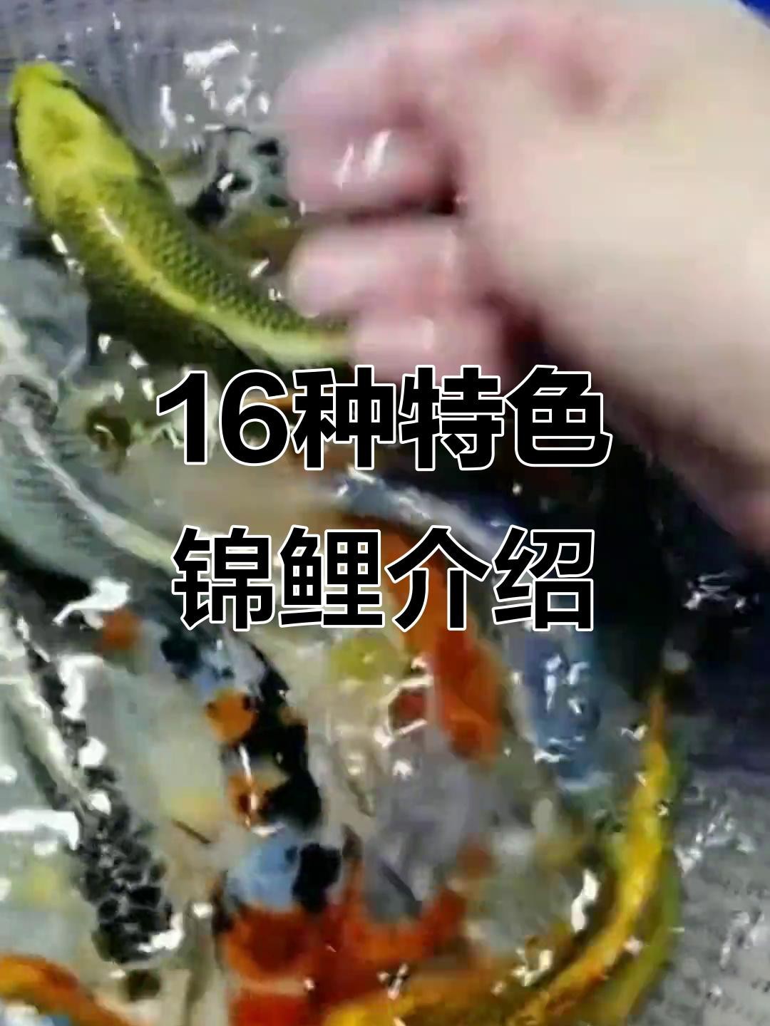 如何區(qū)分錦鯉和龍魚？