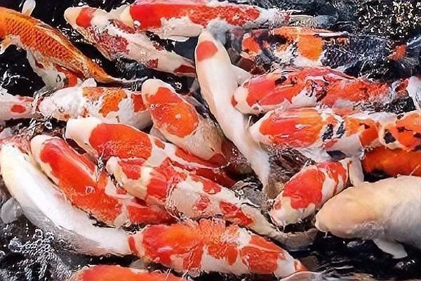 如何區(qū)分錦鯉和龍魚？