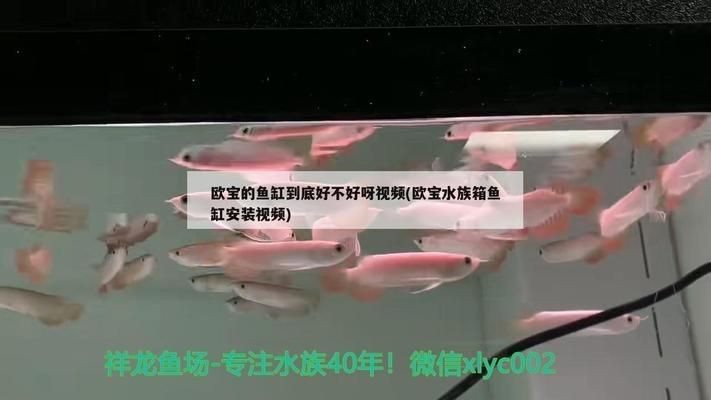 歐寶魚缸廠家介紹：廣州歐寶魚缸廠家