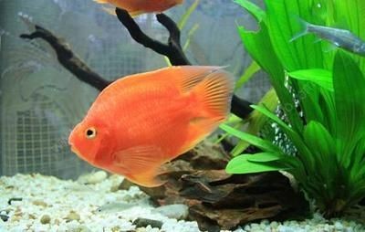 夏季魚缸降溫實用方法：夏季魚缸水溫控制最佳值，魚缸降溫與電費平衡策略，名貴魚類降溫注意事項