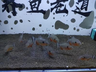 夏季魚缸降溫實(shí)用方法：夏季魚缸水溫控制最佳值，魚缸降溫與電費(fèi)平衡策略，名貴魚類降溫注意事項(xiàng)