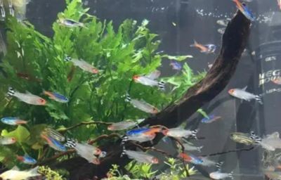 夏季魚缸降溫實(shí)用方法：夏季魚缸水溫控制最佳值，魚缸降溫與電費(fèi)平衡策略，名貴魚類降溫注意事項(xiàng)