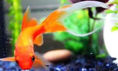 夏季魚缸降溫實用方法：夏季魚缸水溫控制最佳值，魚缸降溫與電費平衡策略，名貴魚類降溫注意事項
