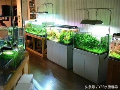 高的魚缸：高容量魚缸設計，高魚缸維護技巧，