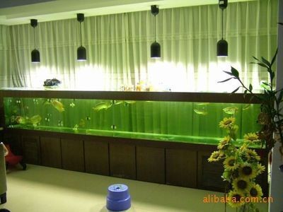 公司放魚缸的風水好嗎（辦公室布局與風水）