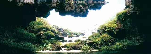 意境魚缸造景圖片：意境魚缸造景的設計方法及其效果,