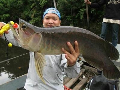 大金龍魚好養嗎怎么養的：大金龍魚好養嗎