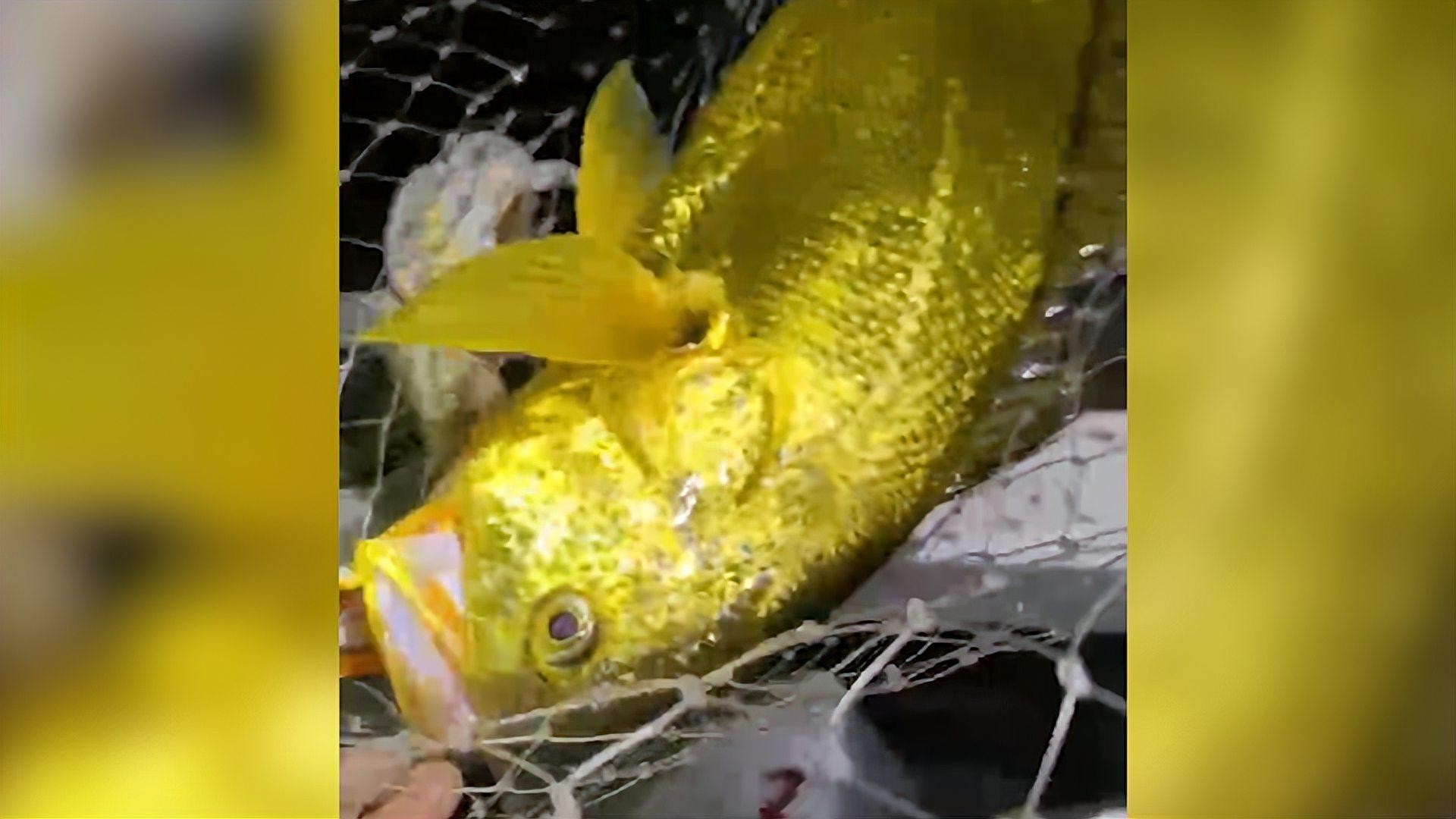 黃龍魚的價(jià)格 黃龍魚的價(jià)格 龍魚百科 第9張