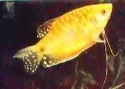黃龍魚的價(jià)格 黃龍魚的價(jià)格 龍魚百科 第1張