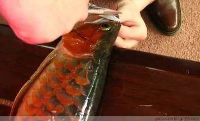 龍魚做眼睛手術多少錢啊：龍魚眼睛手術的費用大致在千元至萬元至萬元不等