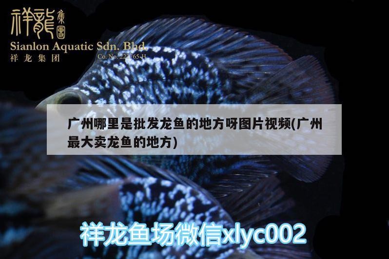 齊河縣開發區御恒觀賞魚店