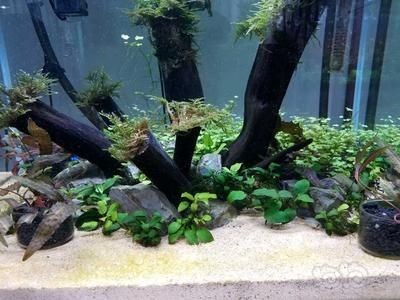 魚(yú)缸長(zhǎng)綠藻的方法：魚(yú)缸長(zhǎng)綠藻是否會(huì)影響魚(yú)缸藻類(lèi)生長(zhǎng)的關(guān)鍵因素是什么