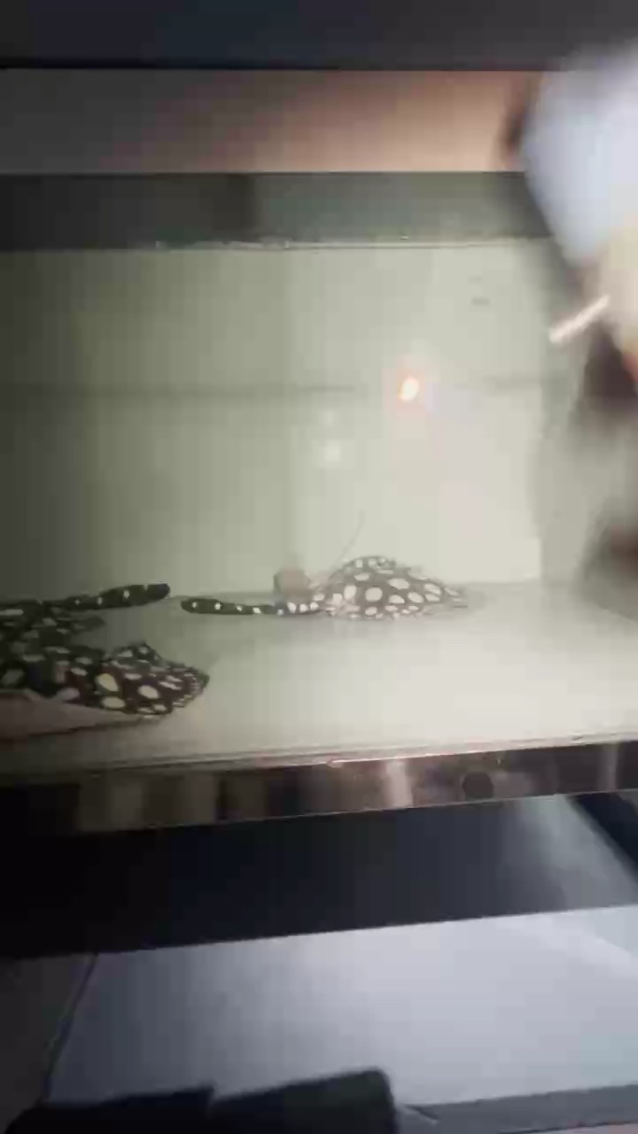 魚缸過濾器選購指南:自制魚缸過濾器魚缸上置過濾器對于養魚愛好者的必備知識 一天兩餐規律飲食 龍魚論壇 一天兩餐規律飲食 一天兩餐規律飲食 龍魚論壇