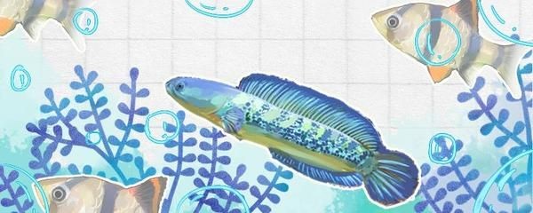 奶茶雷龍魚公母哪個好看些：奶茶雷龍魚公母之間的差異 奶茶雷龍魚公母哪個好看些：奶茶雷龍魚公母之間的差異 龍魚百科 第1張