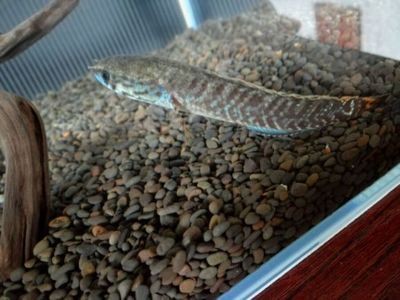奶茶雷龍魚公母哪個好看些：奶茶雷龍魚公母之間的差異 奶茶雷龍魚公母哪個好看些：奶茶雷龍魚公母之間的差異 龍魚百科 第3張