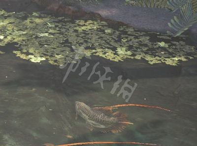 龍魚鱗片掉了很多：龍魚鱗片掉落怎么辦