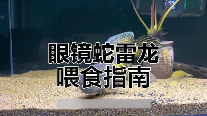 如何調整雷龍魚的投喂量？ 如何調整雷龍魚的投喂量？ 龍魚百科 第2張