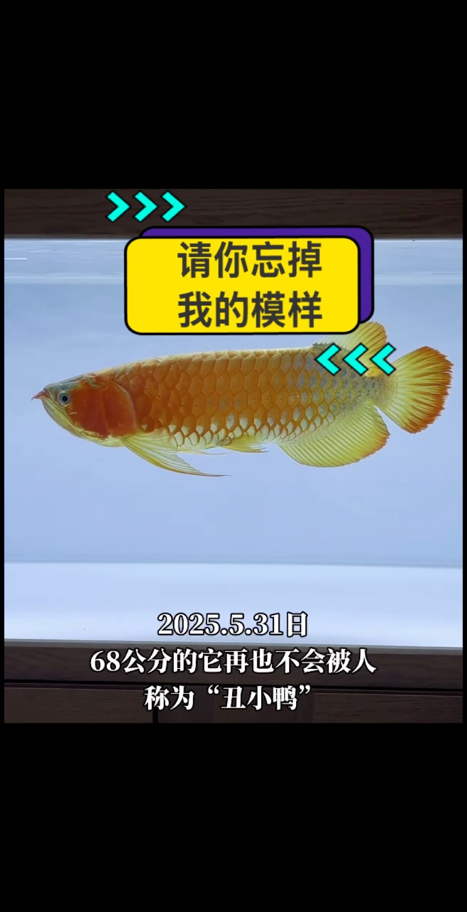 還記得你年輕時的模樣嗎？ #萬隆天王紅龍 #紅龍 #龍魚 #觀賞魚