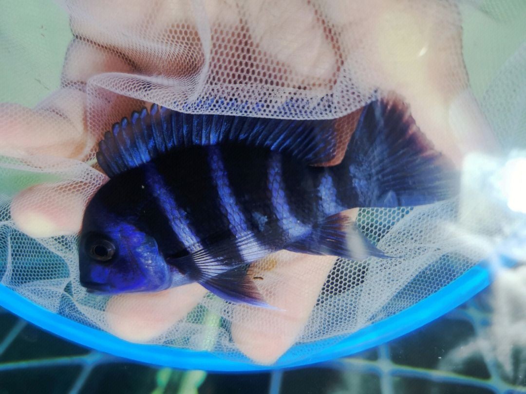 藍甸魚缸是雜牌嗎：藍甸魚缸售后服務政策介紹藍甸魚缸與同類產品比較