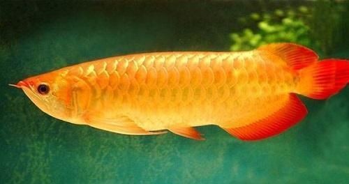 金龍魚鴿業(yè)的由來是什么：潮州金龍魚鴿業(yè)發(fā)展史