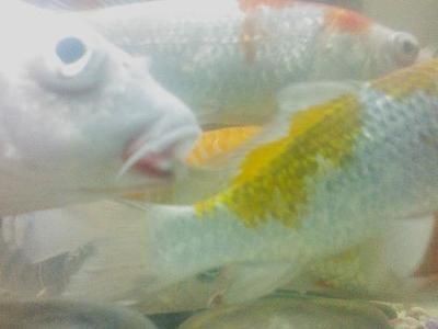 龍魚和飛鳳魚的數量：混養龍魚與飛鳳魚的數量關系及飼養注意事項