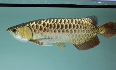 古典龍魚(yú)背景用什么顏色好看（幼年時(shí)期龍魚(yú)用什么顏色的背景發(fā)色好-龍魚(yú)批發(fā)）