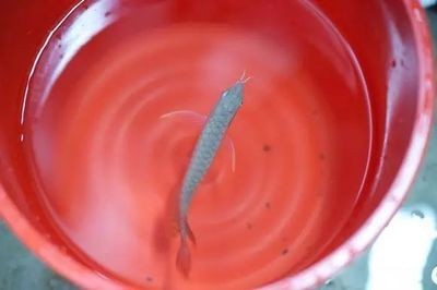 龍魚喂蚯蚓好嗎：龍魚喂蚯蚓好嗎龍魚喂蚯蚓好嗎