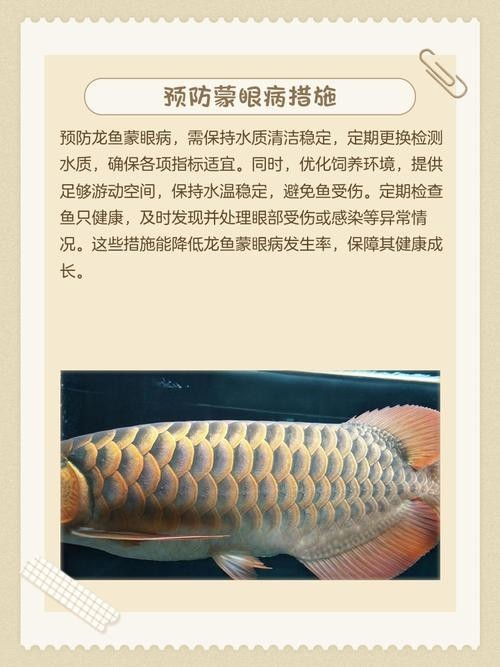 龍魚眼蒙眼怎么辦圖片
