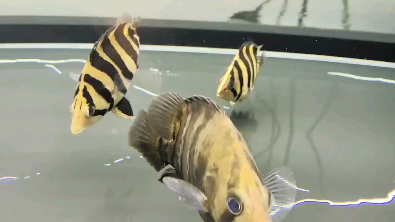 魚缸用增氧泵價格是多少:魚缸增氧機-xtrac增氧機-xtrac增氧機 魚友們端午安康 龍魚論壇 魚友們端午安康 魚友們端午安康 龍魚論壇