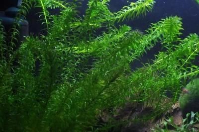 改善水質最強的水生植物魚缸（養在魚缸中的水生植物是一種常見的水生植物適合養在魚缸中）
