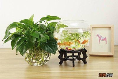 改善水質最強的水生植物魚缸（養在魚缸中的水生植物是一種常見的水生植物適合養在魚缸中）
