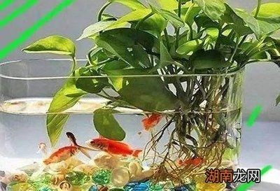 改善水質最強的水生植物魚缸（養在魚缸中的水生植物是一種常見的水生植物適合養在魚缸中）