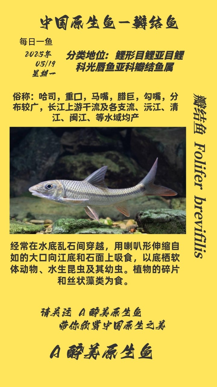 瓣結魚 瓣結魚 龍魚論壇