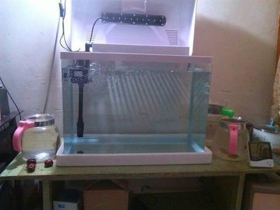 魚缸加溫器顯示LL：魚缸加溫器顯示ll是什么意思 魚缸加溫器顯示LL：魚缸加溫器顯示ll是什么意思 魚缸百科 第1張