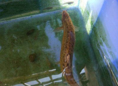 鱔魚魚缸養殖方法：鱔魚魚缸養殖的方法 鱔魚魚缸養殖方法：鱔魚魚缸養殖的方法 魚缸百科 第1張