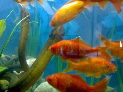 鱔魚魚缸養殖方法：鱔魚魚缸養殖的方法 鱔魚魚缸養殖方法：鱔魚魚缸養殖的方法 魚缸百科 第4張
