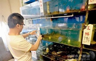 鱔魚魚缸養殖方法：鱔魚魚缸養殖的方法 鱔魚魚缸養殖方法：鱔魚魚缸養殖的方法 魚缸百科 第3張