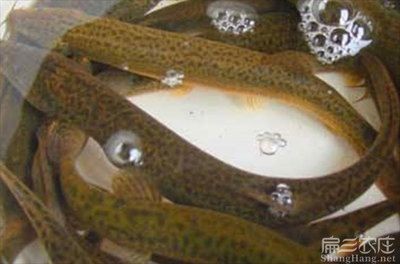 鱔魚魚缸養殖方法：鱔魚魚缸養殖的方法 鱔魚魚缸養殖方法：鱔魚魚缸養殖的方法 魚缸百科 第5張