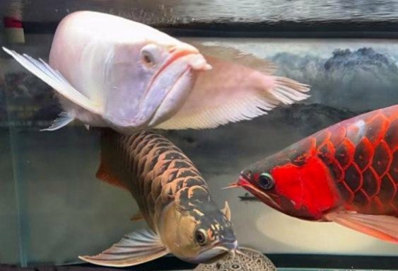 金龍魚 魚缸要求 金龍魚 魚缸要求 龍魚百科 第6張