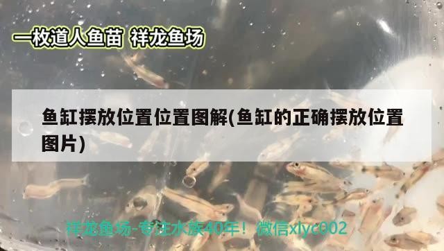 婁底魚缸訂做(婁底魚缸店)