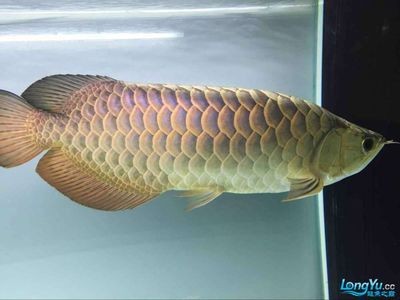 金龍魚(yú)多大開(kāi)始使用上側(cè)燈：金龍魚(yú)什么時(shí)候開(kāi)始使用上側(cè)燈