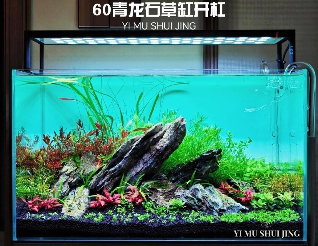 龍魚缸水草造景圖片大全