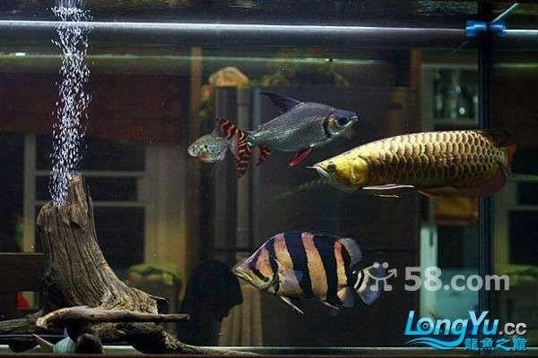 龍魚缸水草造景圖片大全