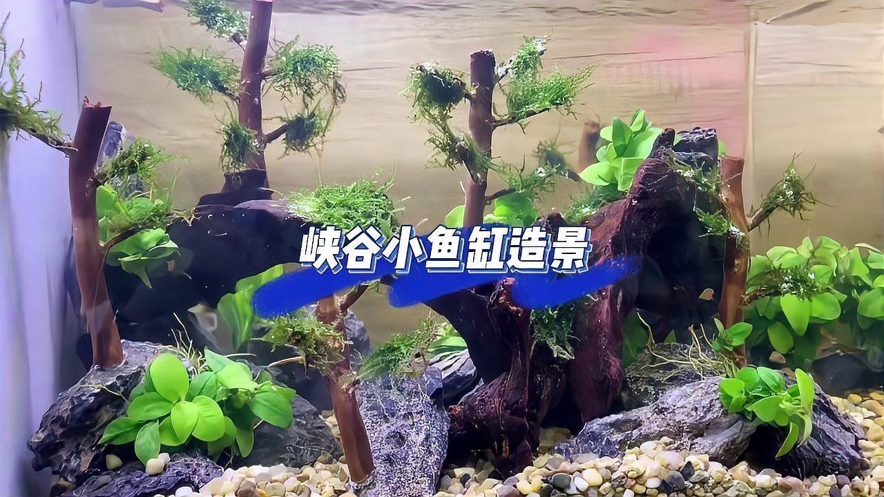 龍魚缸水草造景圖片大全