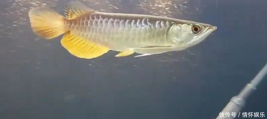 金龍魚取什么名字好聽【金龍魚是一種外觀獨(dú)特且富有文化內(nèi)涵的魚類】
