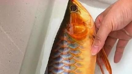 五十公分的龍魚一天吃多少(五十公分的龍魚應該怎么喂養?) 龍魚百科 第3張 五十公分的龍魚一天吃多少(五十公分的龍魚應該怎么喂養?) 五十公分的龍魚一天吃多少(五十公分的龍魚應該怎么喂養?) 龍魚百科 第3張