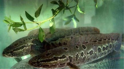 黑魚放魚缸中飼養需要注意以下幾點，你需要注意這幾點：如何正確的飼養黑魚