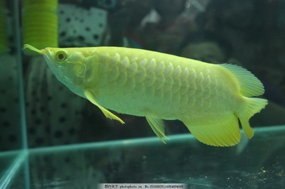 東莞市厚街心中水族館（東莞市厚街心中水族館地址） 東莞市厚街心中水族館（東莞市厚街心中水族館地址） 全國水族館企業名錄