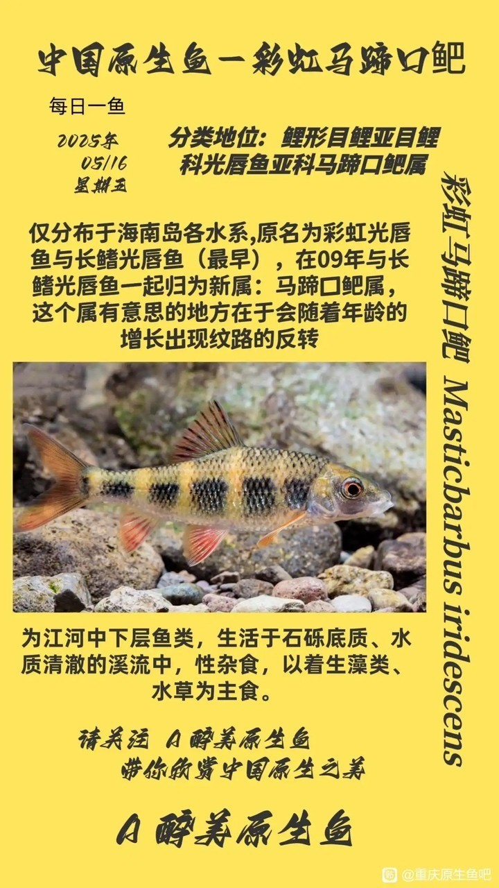彩虹馬蹄口鲃